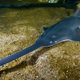 Illustration for article titled Virgin Births Wont Save The Smalltooth Sawfish From Extinction